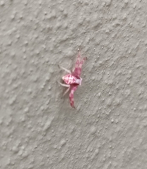 Thomisus citrinellus