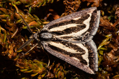 Aponotoreas synclinalis