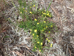 Hibbertia glebosa