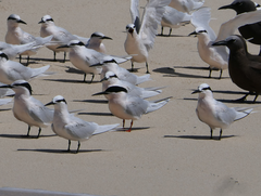 Sterna dougallii gracilis