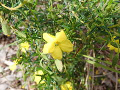 Hibbertia glebosa