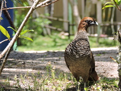 Ortalis squamata