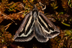 Aponotoreas synclinalis