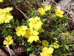 Hibbertia glebosa