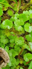 Hydrocotyle microphylla