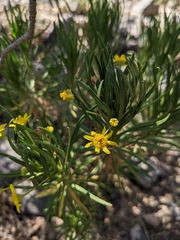 Euryops arabicus