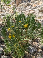 Euryops arabicus