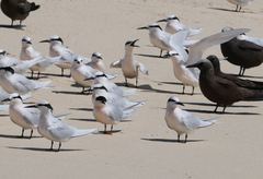 Sterna dougallii gracilis