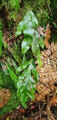 Blechnum colensoi