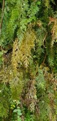 Hymenophyllum demissum