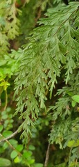 Hymenophyllum demissum