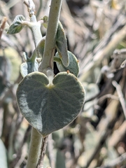 Pergularia tomentosa