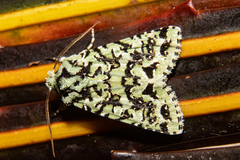 Meterana exquisita