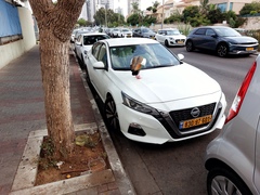 Alopochen aegyptiaca