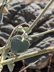 Pergularia tomentosa