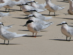 Sterna dougallii gracilis