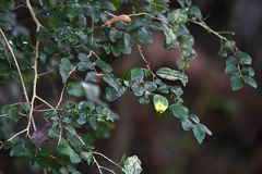 Dovyalis rhamnoides