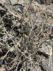 Pergularia tomentosa