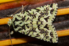 Meterana exquisita