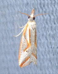 Arotrophora arcuatalis