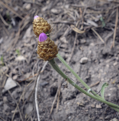 Psephellus sibiricus
