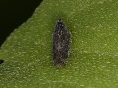 Scaphytopius frontalis