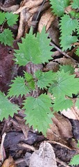 Urtica sykesii