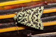 Meterana exquisita