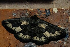 Melanodes anthracitaria