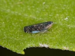 Scaphytopius frontalis