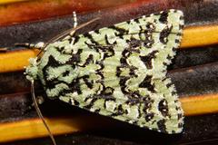 Meterana exquisita