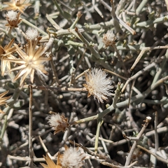 Convolvulus acanthocladus