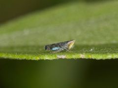 Scaphytopius frontalis