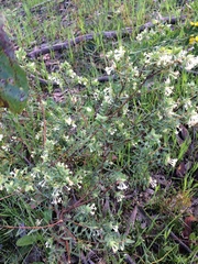 Pimelea glauca