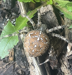 Araneus diadematus