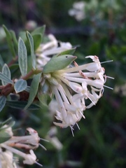 Pimelea glauca