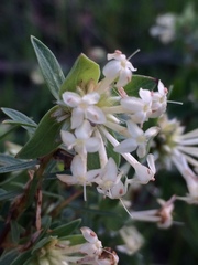 Pimelea glauca
