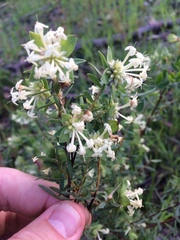 Pimelea glauca