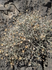 Convolvulus acanthocladus