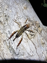 Hemideina crassidens