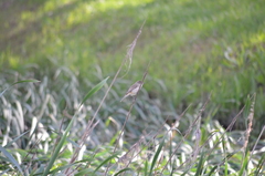 Acrocephalus australis