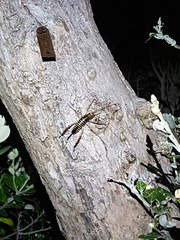 Hemideina crassidens