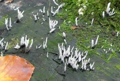 Xylaria hypoxylon
