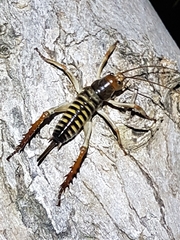 Hemideina crassidens