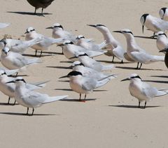 Sterna dougallii gracilis
