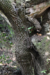 Dovyalis rhamnoides
