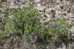 Vicia uralensis