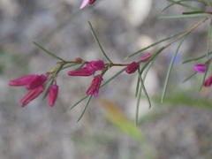 Boronia nematophylla