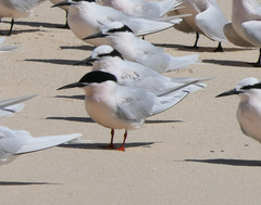 Sterna dougallii gracilis