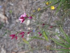 Boronia nematophylla